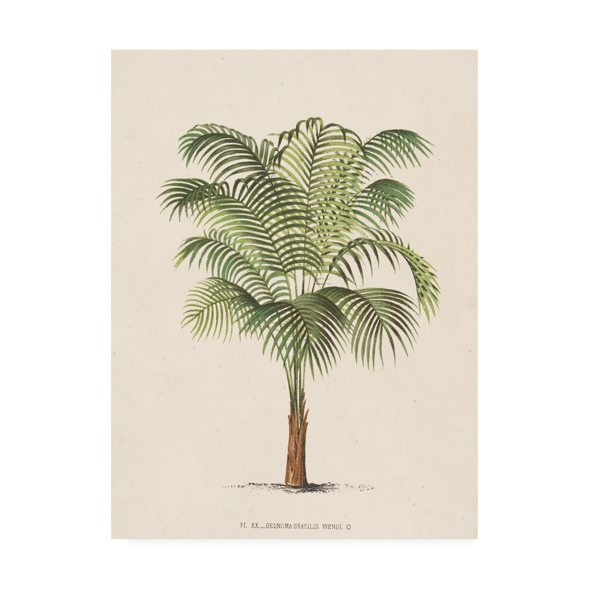 Les Palmiers II Green and Tan Canvas Art Print
