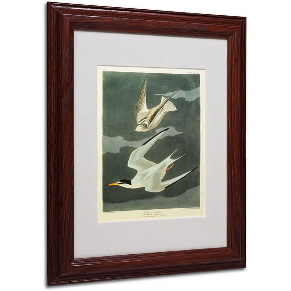 Trademark Fine Art "Lesser Tern, Little Tern" Canvas Art by John James Audubon, Wood Frame