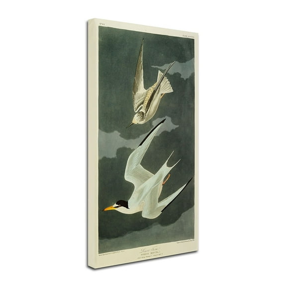 Trademark Fine Art "Lesser Tern, Little Tern" Canvas Art by John James Audubon