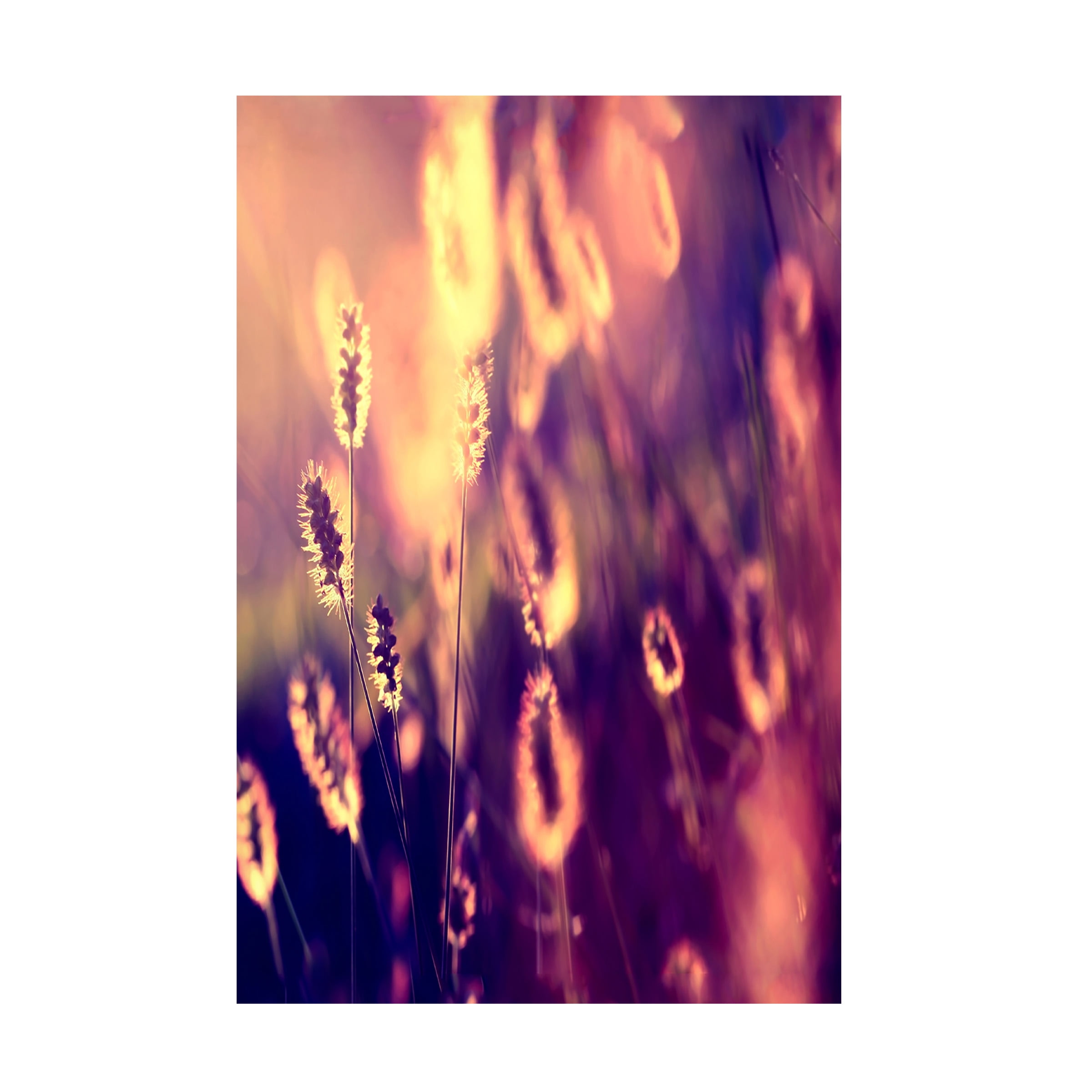 Trademark Fine Art "Let them Shine" Canvas Art by Beata Czyzowska Young