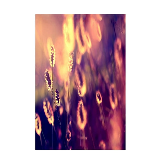 Trademark Fine Art "Let them Shine" Canvas Art by Beata Czyzowska Young