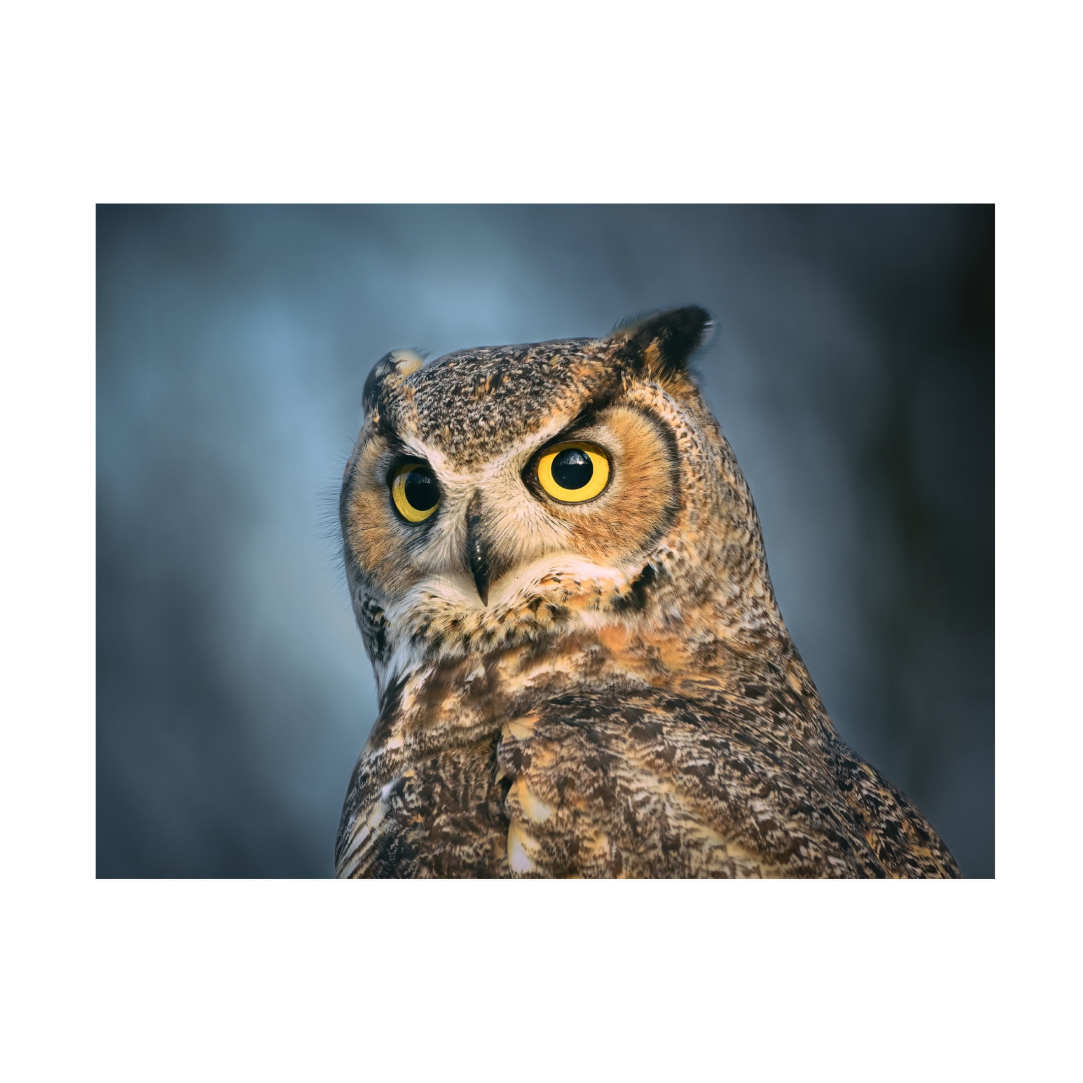 Trademark Fine Art Li Chen The eyes are the windows of the soul Canvas Wall Art