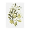 thumbnail image 1 of Trademark Fine Art 'Lichen And Leaves II' Canvas Art by June Erica Vess, 1 of 4