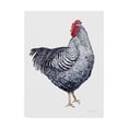 thumbnail image 1 of Trademark Fine Art 'Life on the Farm Chicken Element I' Canvas Art by Kathleen Parr McKenna, 1 of 3