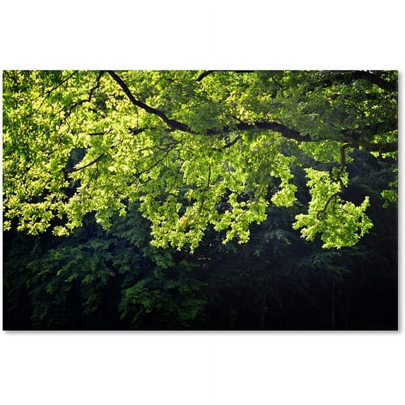 Trademark Fine Art "Light Branch" Canvas Art by Philippe Sainte-Laudy