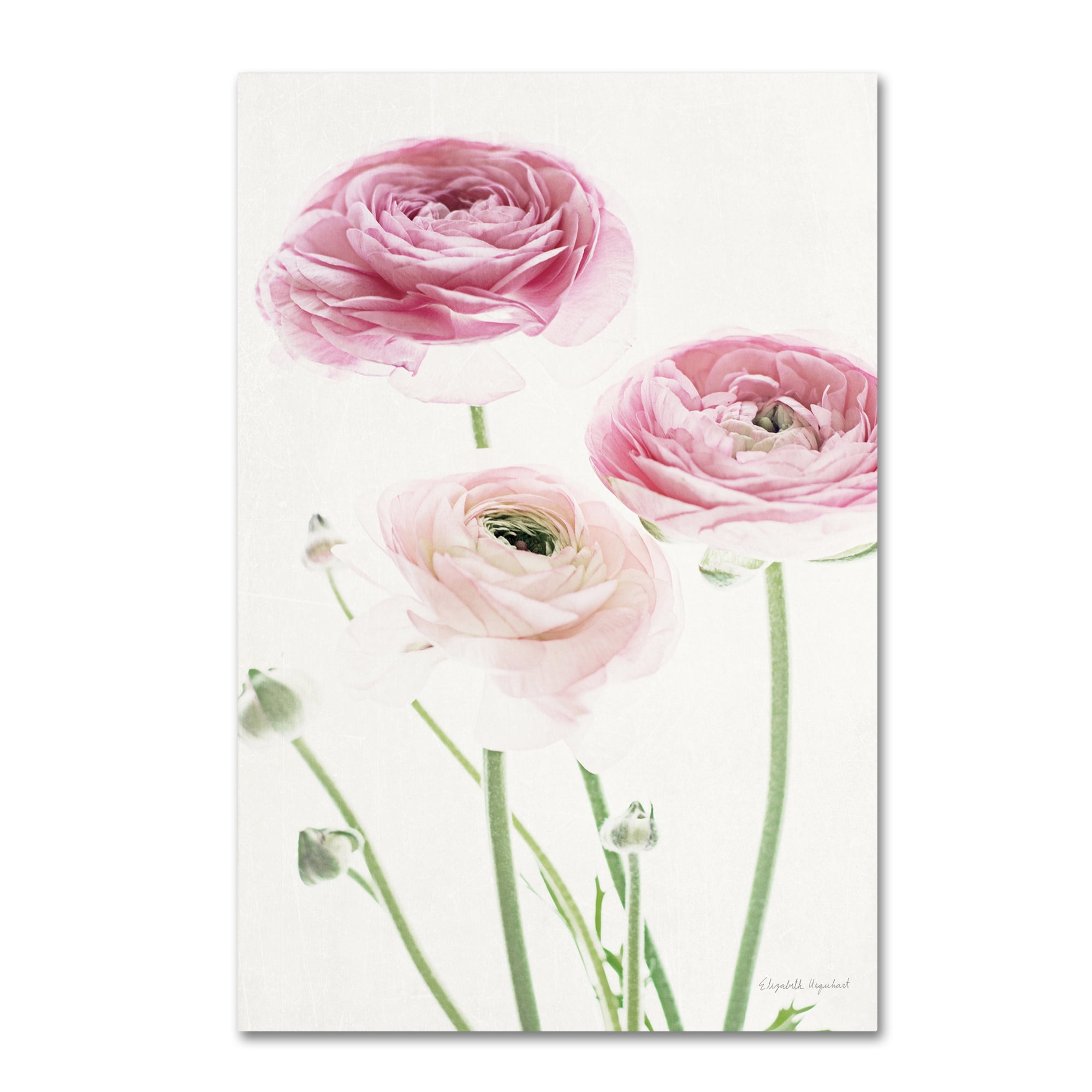 Trademark Fine Art 'Light and Bright Floral VI' Canvas Art by Elizabeth Urquhart