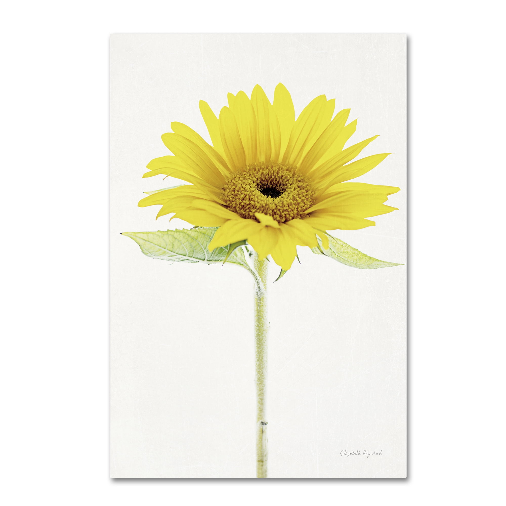 Trademark Fine Art 'Light and Bright Floral VIII' Canvas Art by Elizabeth Urquhart