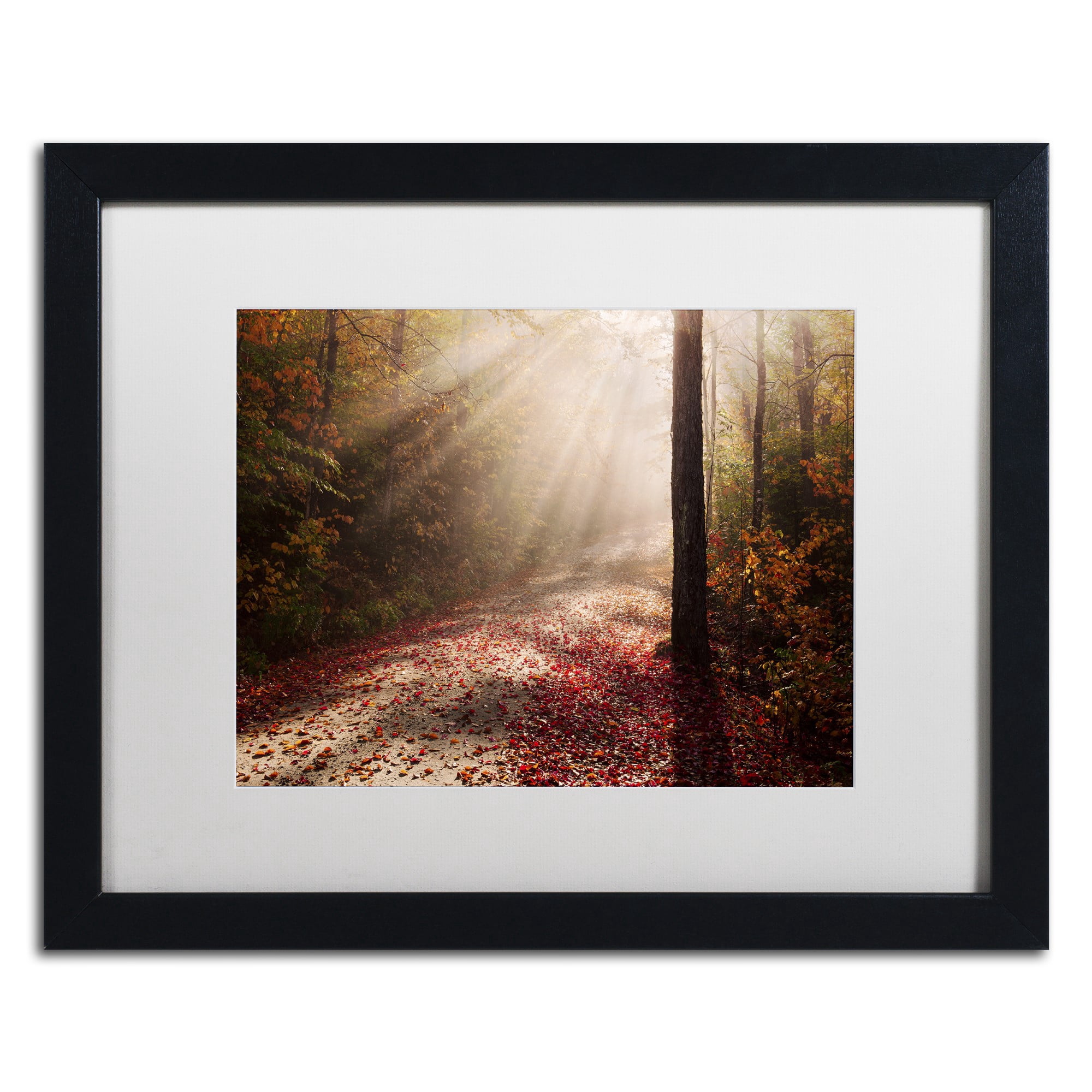 Trademark Fine Art 'Light in the Forest' Canvas Art by Michael Blanchette Photography, White Matte, Black Frame