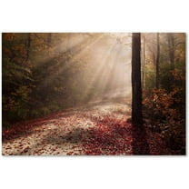 Trademark Fine Art 'Light in the Forest' Canvas Art by Michael Blanchette Photography