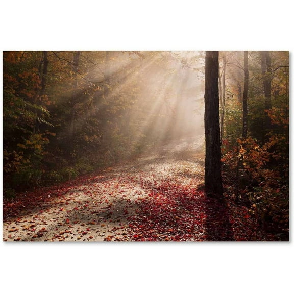 Trademark Fine Art 'Light in the Forest' Canvas Art by Michael Blanchette Photography