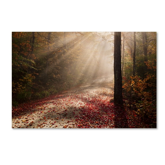 Trademark Fine Art 'Light in the Forest' Canvas Art by Michael Blanchette Photography