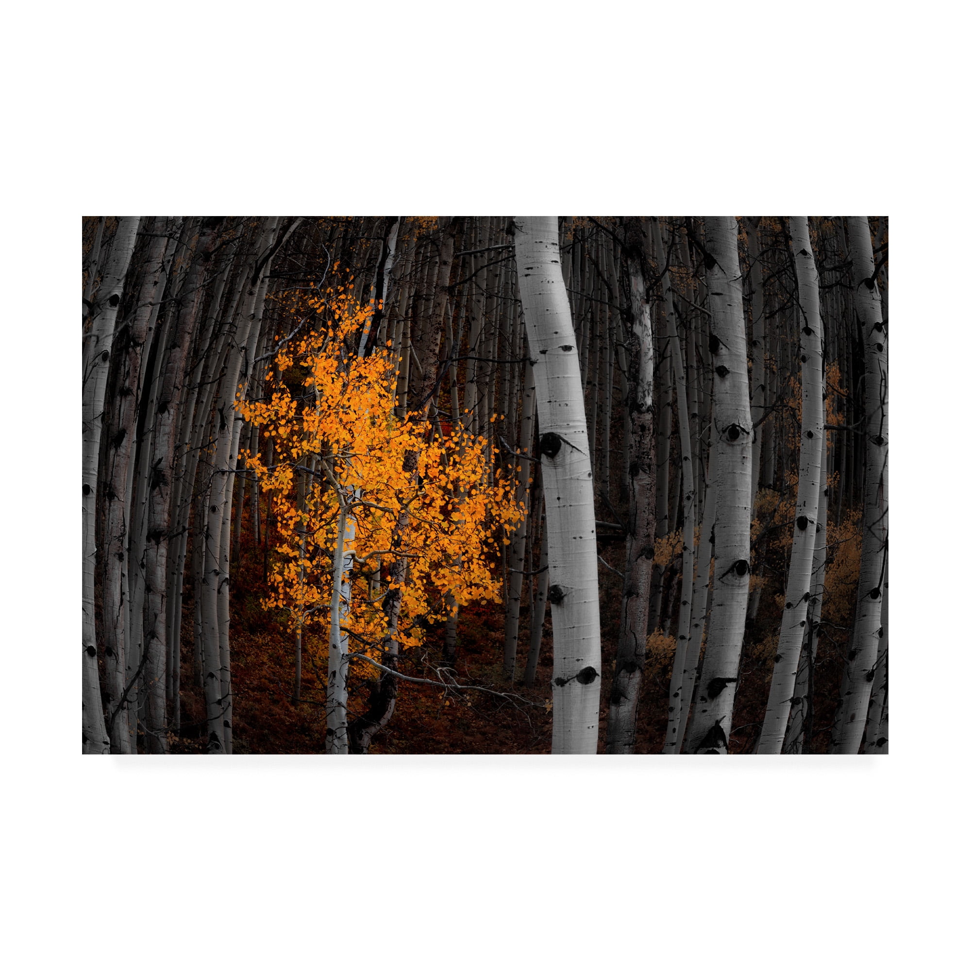 Trademark Fine Art 'Light of the Forest Flowering' Canvas Art by Darren White Photography