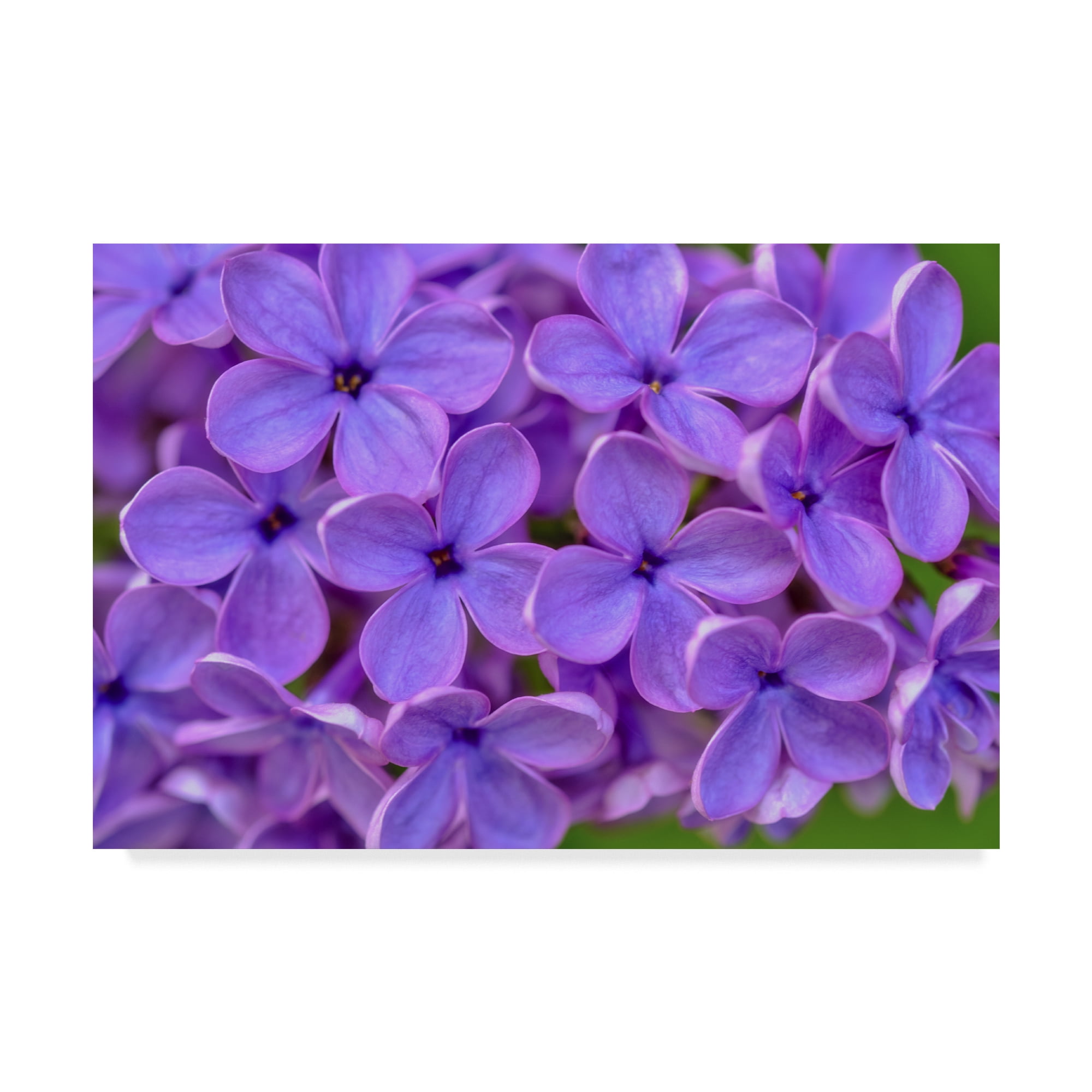 Trademark Fine Art 'Lilac Flower' Canvas Art by Cora Niele
