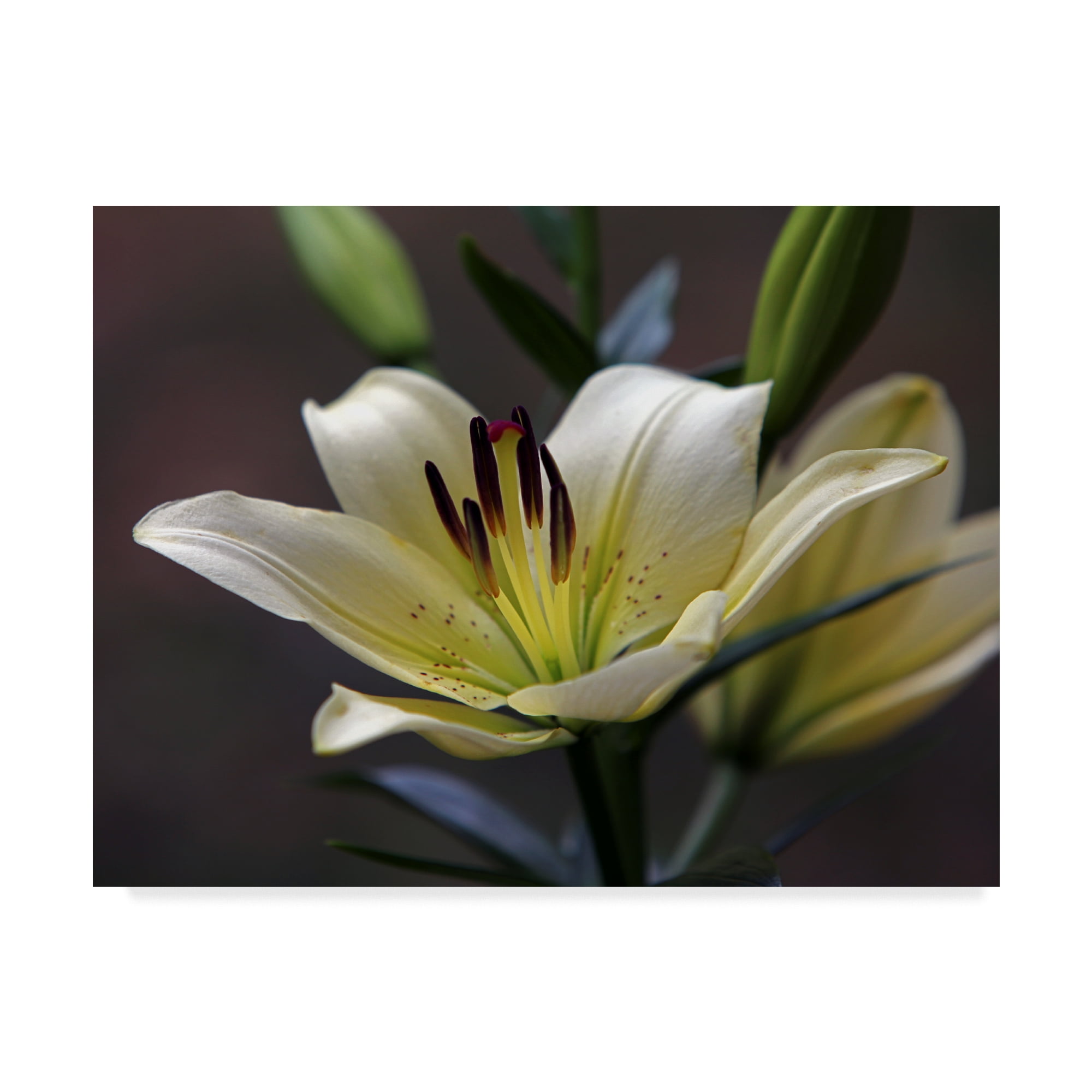 White Lily Floral Canvas Art in Gray Background