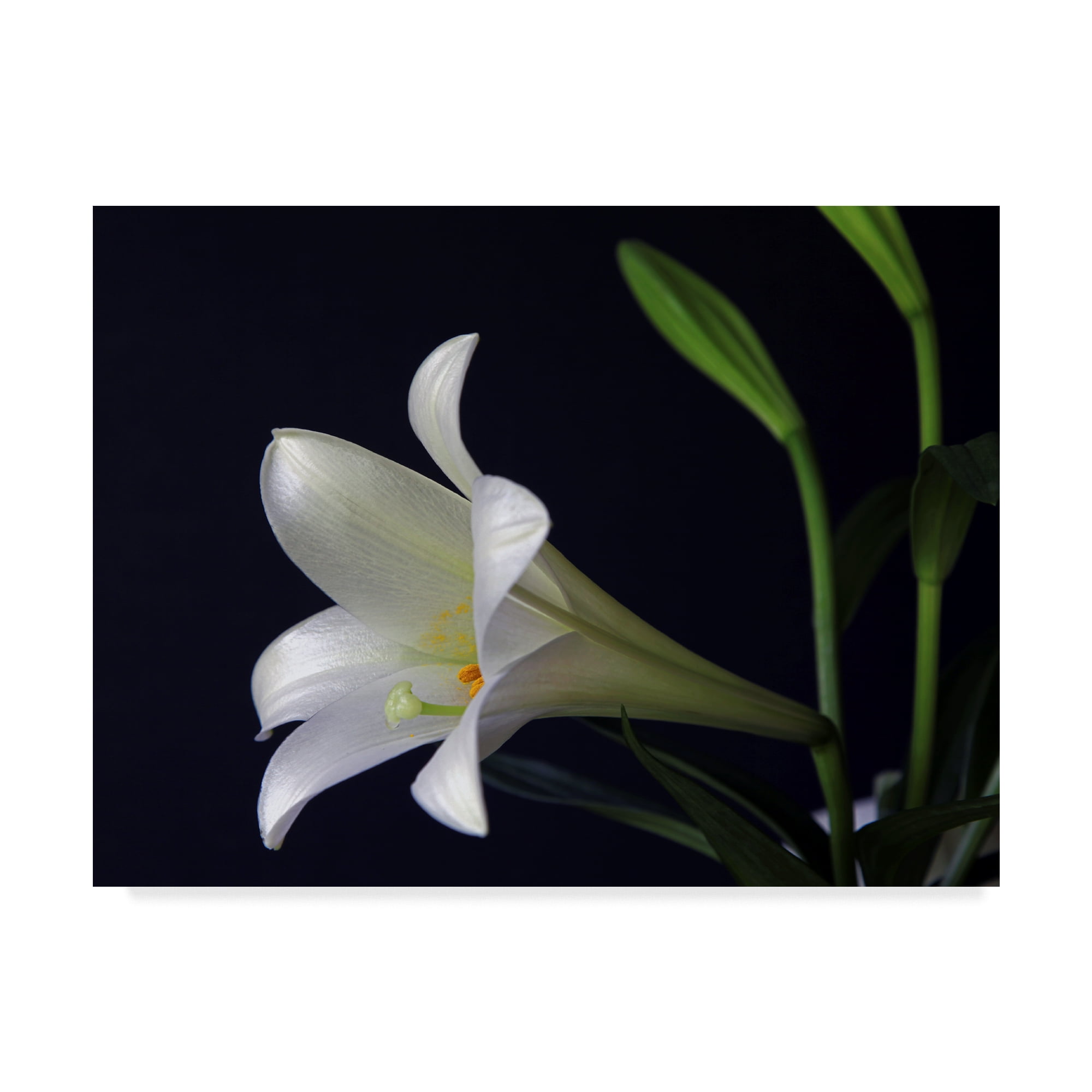 Trademark Fine Art 'Lily 1 White' Canvas Art by J.D. McFarlan