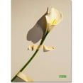 thumbnail image 1 of Trademark Fine Art "Lily" Canvas Art by Roderick Stevens, 1 of 3