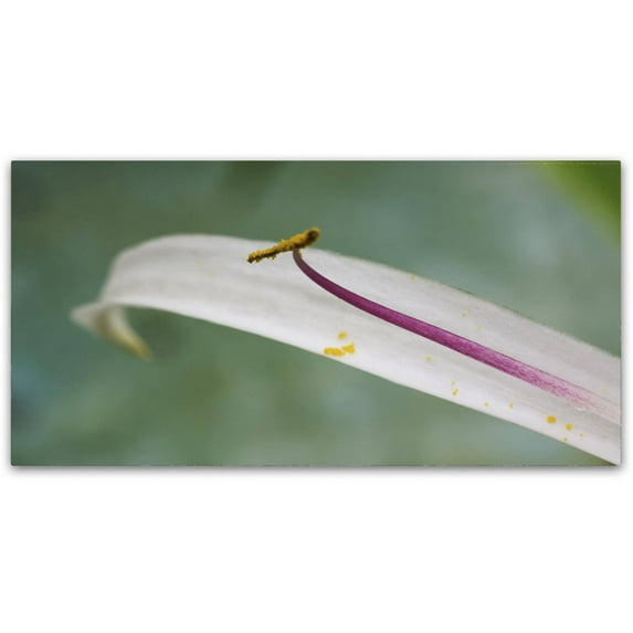 Trademark Fine Art "Lily Petal" Canvas Art by Kurt Shaffer