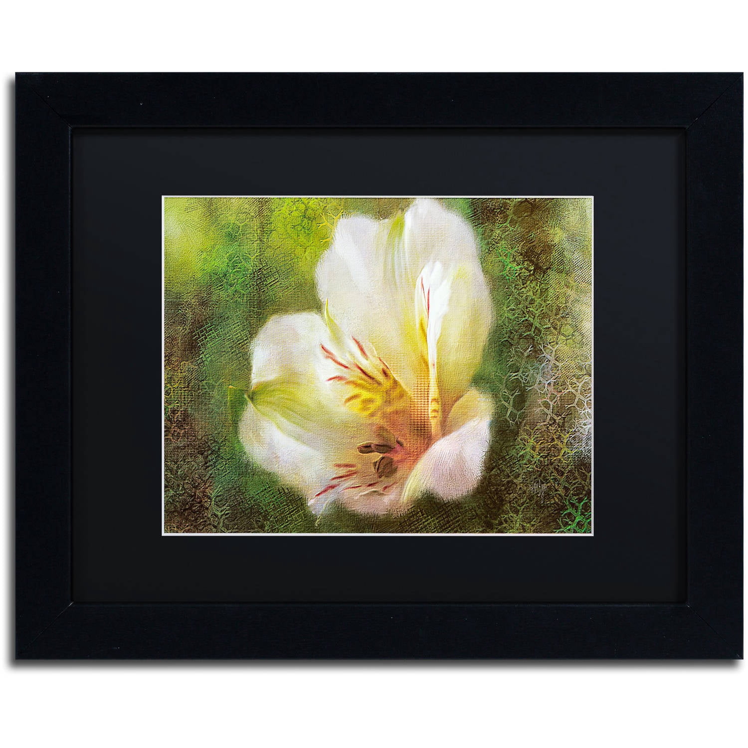 Trademark Fine Art "Lily of the Incas" Canvas Art by Lois Bryan Black Matte, Black Frame