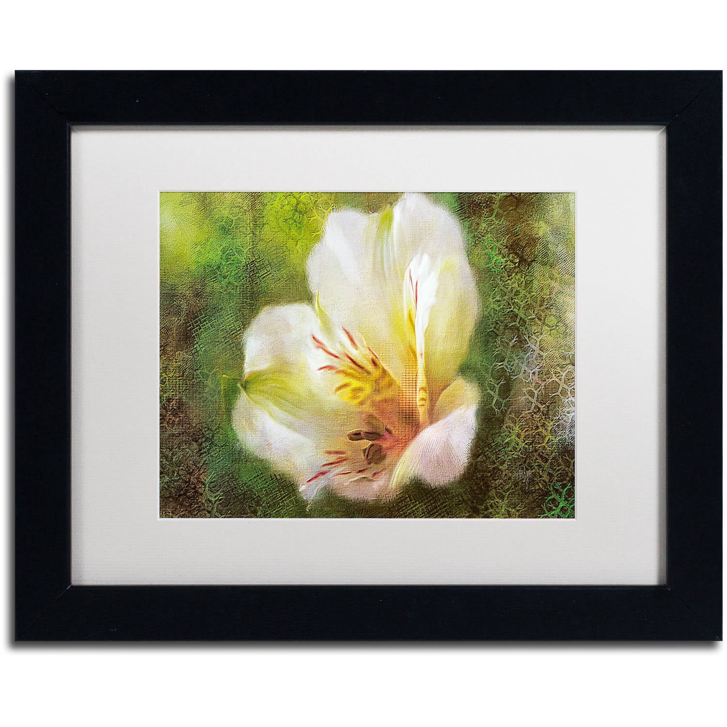 Trademark Fine Art "Lily of the Incas" Canvas Art by Lois Bryan White Matte, Black Frame