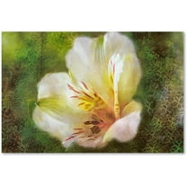 Trademark Fine Art "Lily of the Incas" Canvas Art by Lois Bryan