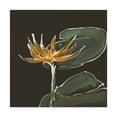 thumbnail image 1 of Trademark Fine Art 'Lily on Black I' Canvas Art by Chris Paschke, 1 of 3