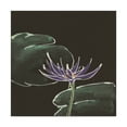 thumbnail image 1 of Trademark Fine Art 'Lily on Black II' Canvas Art by Chris Paschke, 1 of 3