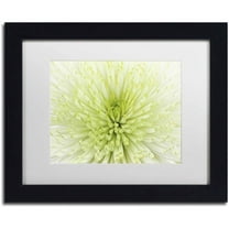 Trademark Fine Art 'Lime Light Spider Mum' Canvas Art by Cora Niele, White Matte, Black Frame