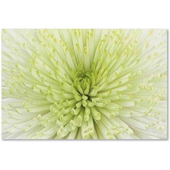 Trademark Fine Art Cora Niele Lime Light Spider Mum Canvas Wall Art - 12x19