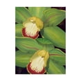 thumbnail image 1 of Trademark Fine Art 'Lime Orchid I' Canvas Art by Jason Higby, 1 of 4