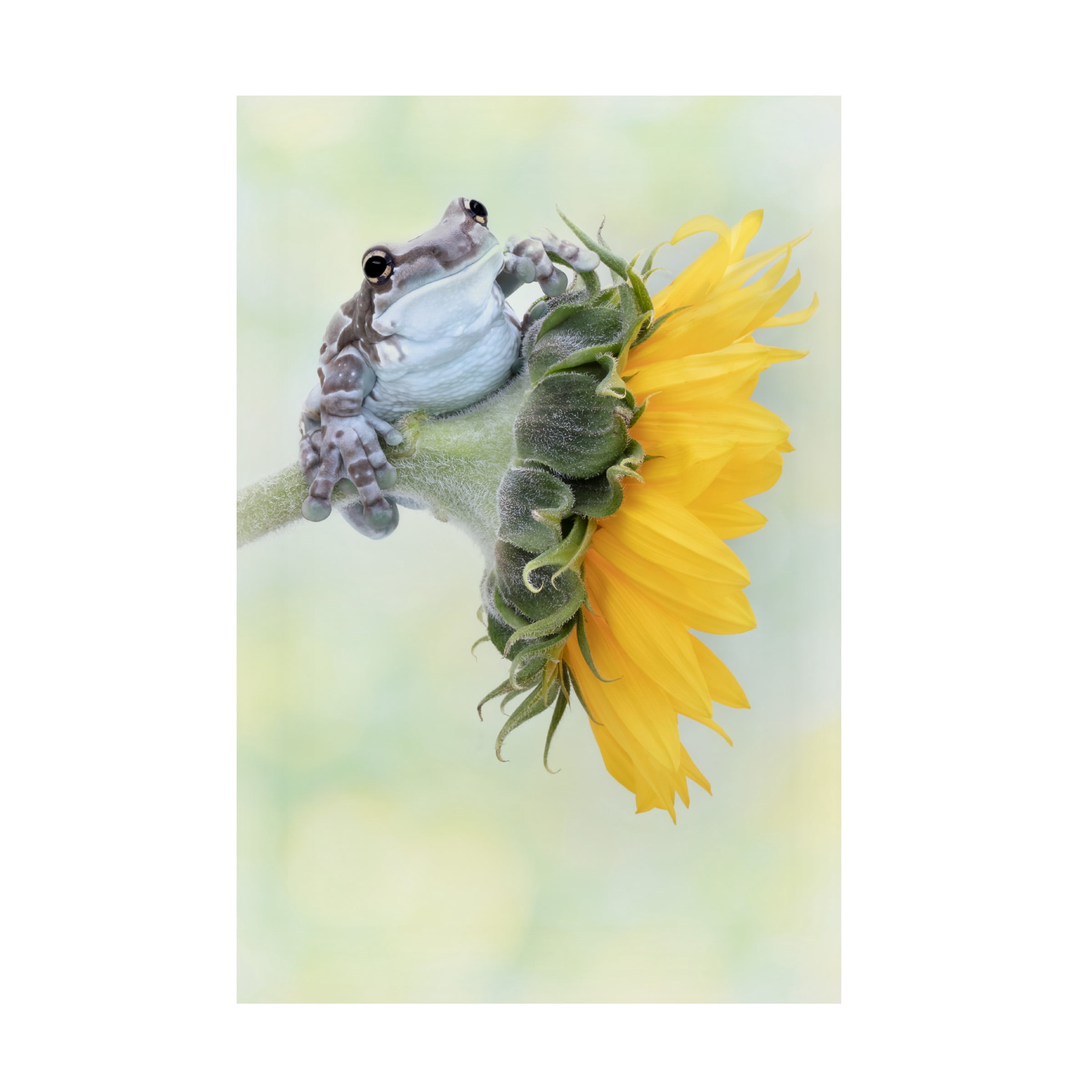 Trademark Fine Art Linda D Lester Frog Sunshine Canvas Wall Art