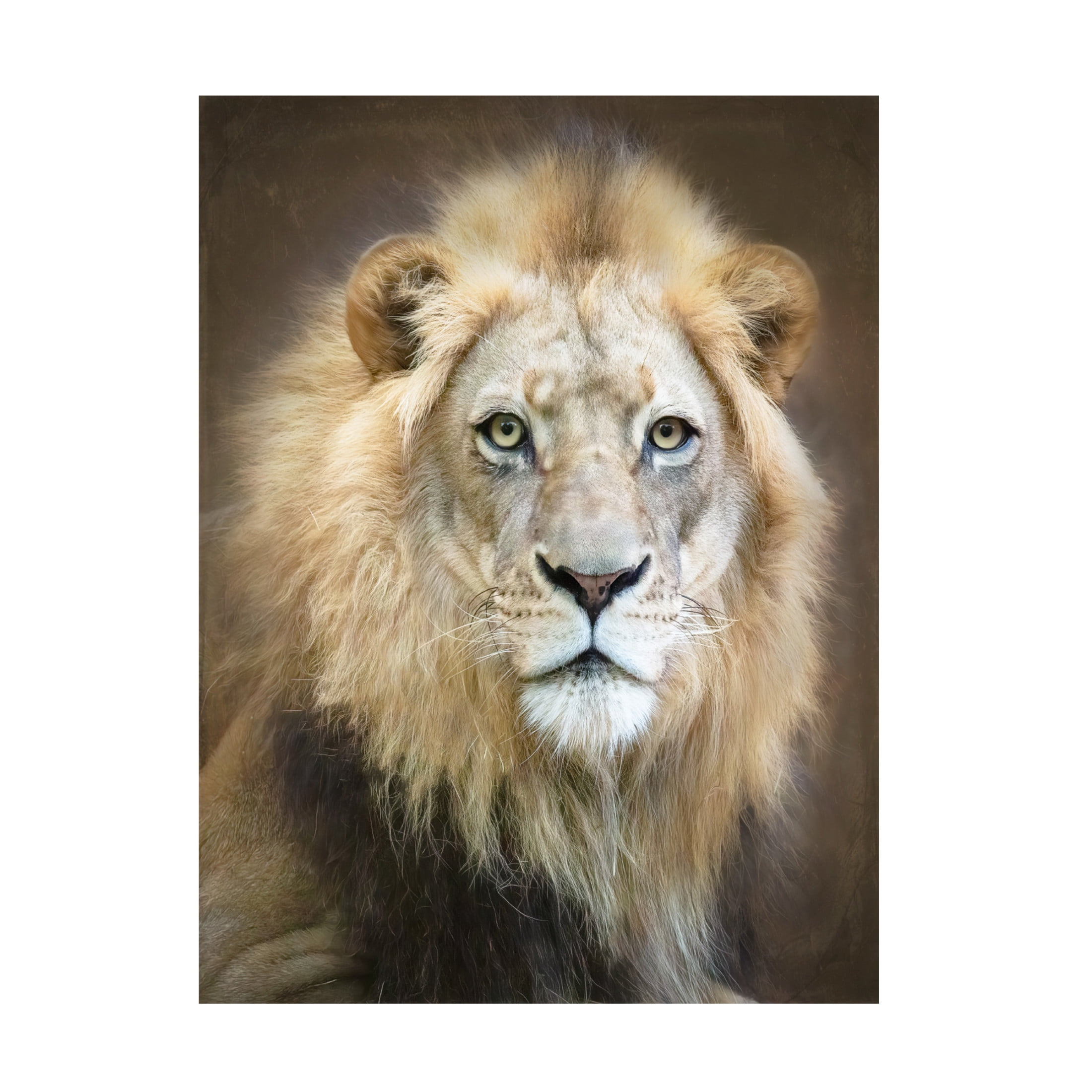 Trademark Fine Art Linda D Lester Portrait Of A Young Male Lion Canvas Wall Art