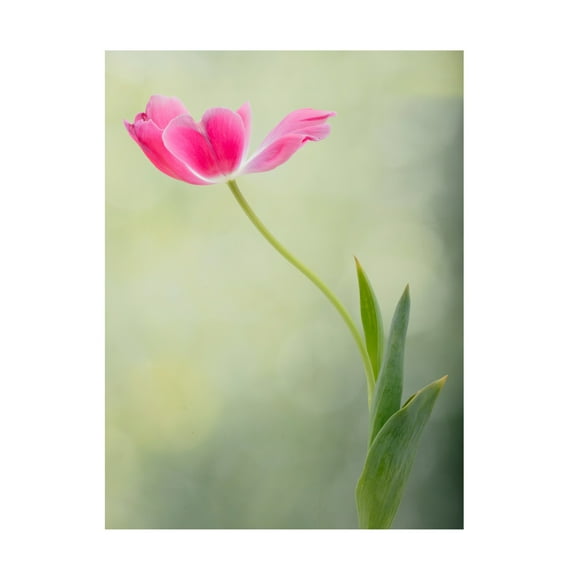 Trademark Fine Art Linda D Lester Spring Tulip Canvas Wall Art