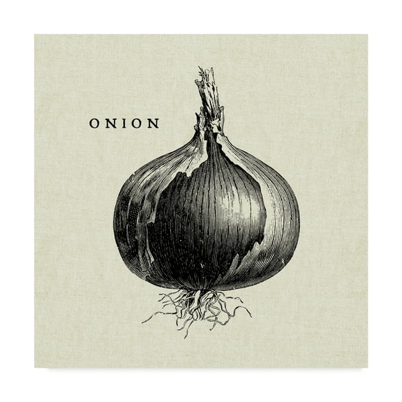 Trademark Fine Art 'Linen Vegetable BW Sketch Onion' Canvas Art by Studio Mousseau