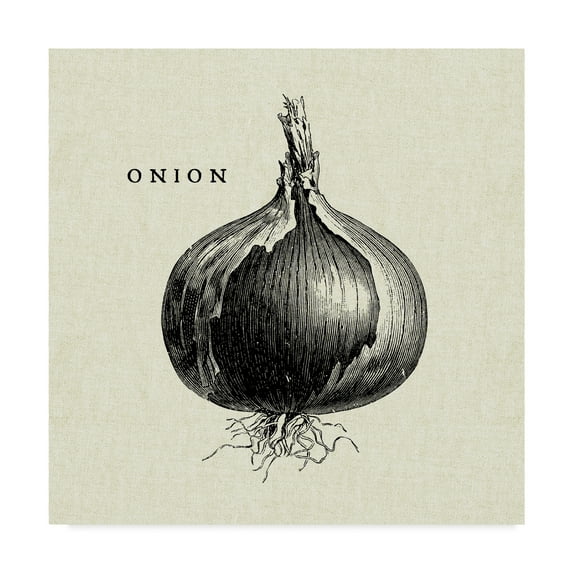 Trademark Fine Art 'Linen Vegetable BW Sketch Onion' Canvas Art by Studio Mousseau