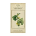 thumbnail image 1 of Trademark Fine Art 'Linnaean Botany V' Canvas Art by Vision Studio, 1 of 4