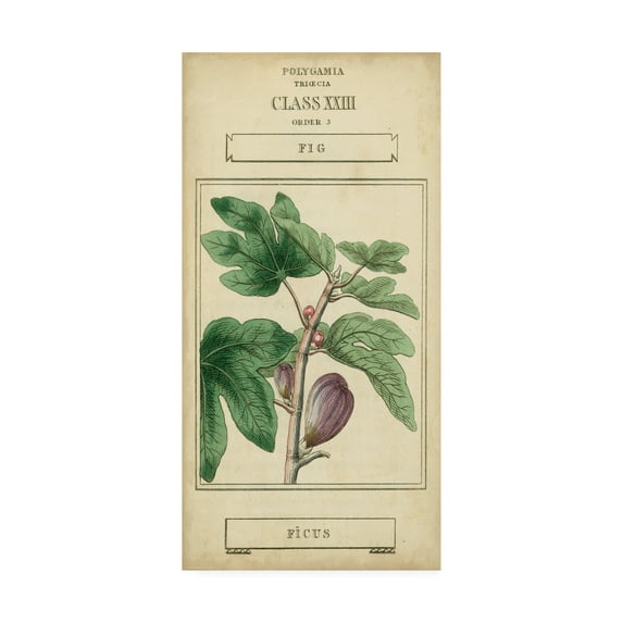 Trademark Fine Art 'Linnaean Botany VI' Canvas Art by Vision Studio