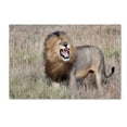 thumbnail image 1 of Trademark Fine Art 'Lion' Canvas Art by Alessandro Catta, 1 of 3