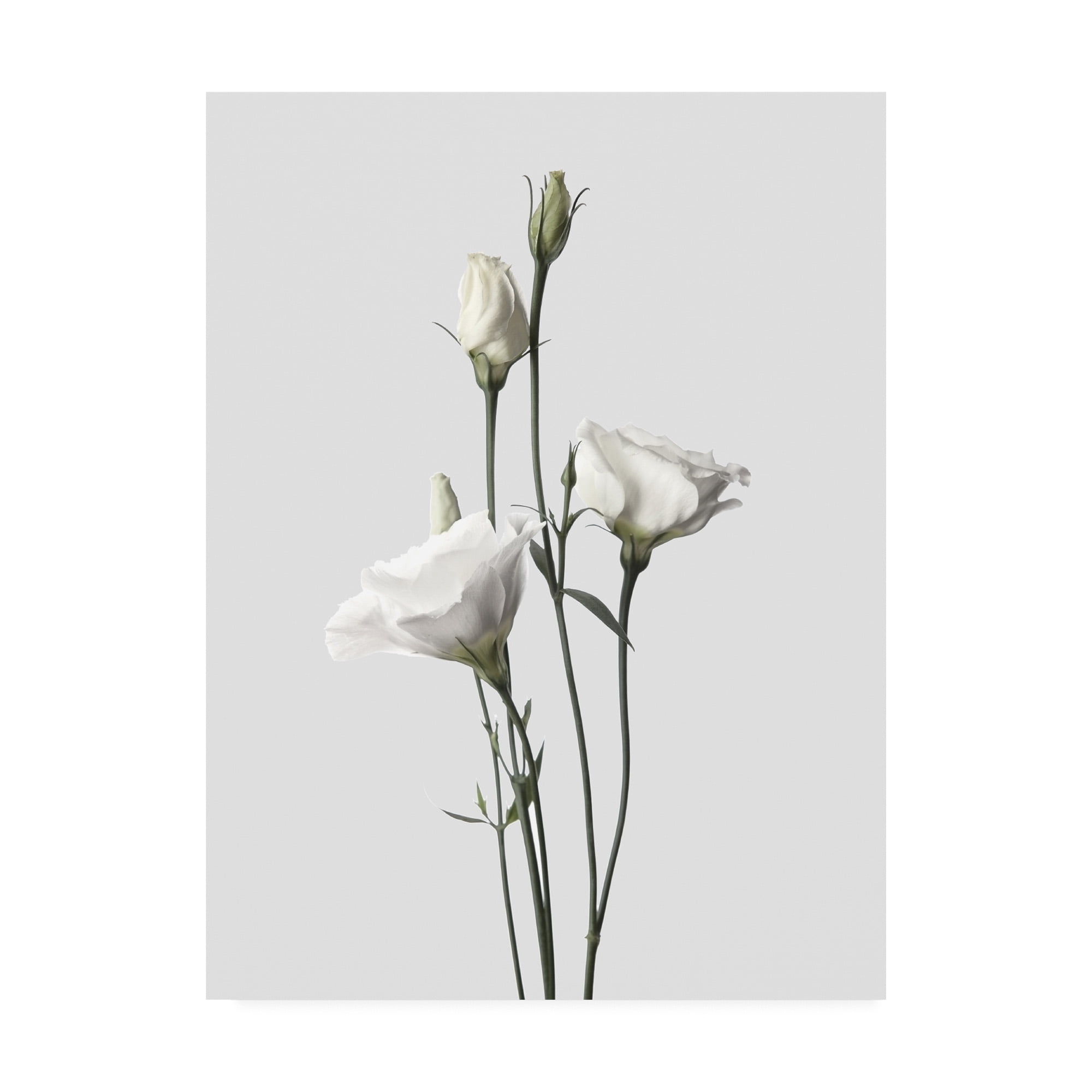 Trademark Fine Art 'Lisianthus White Fabrikken' Canvas Art by Design Fabrikken