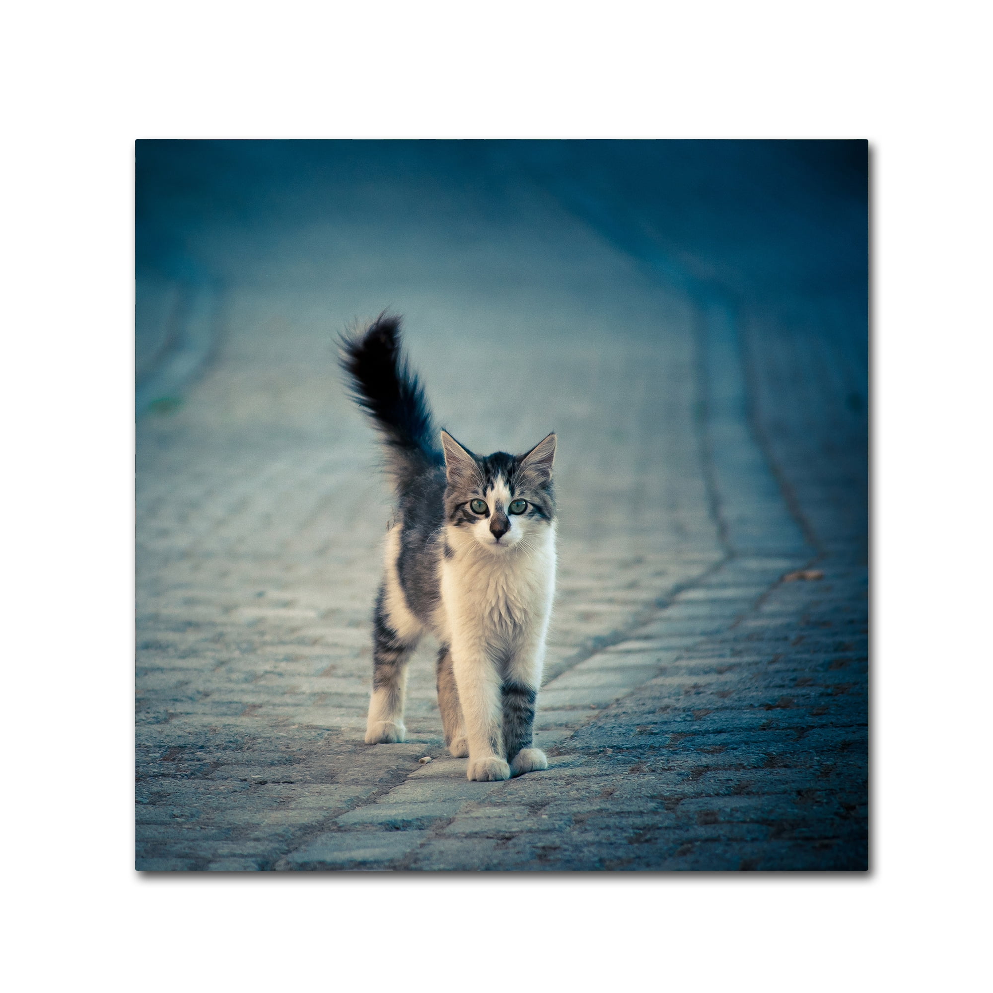 Trademark Fine Art 'Little One' Canvas Art by Dejan Ilijic