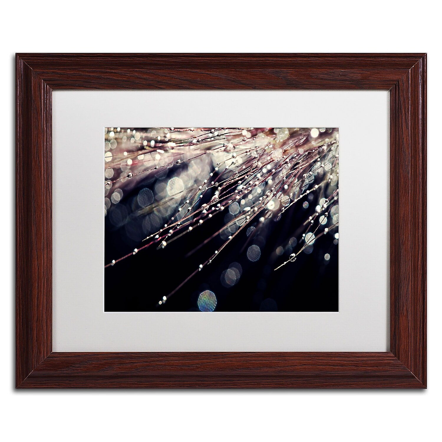 Trademark Fine Art "Little Wonders" Canvas Art by Beata Czyzowska Young, White Matte, Wood Frame