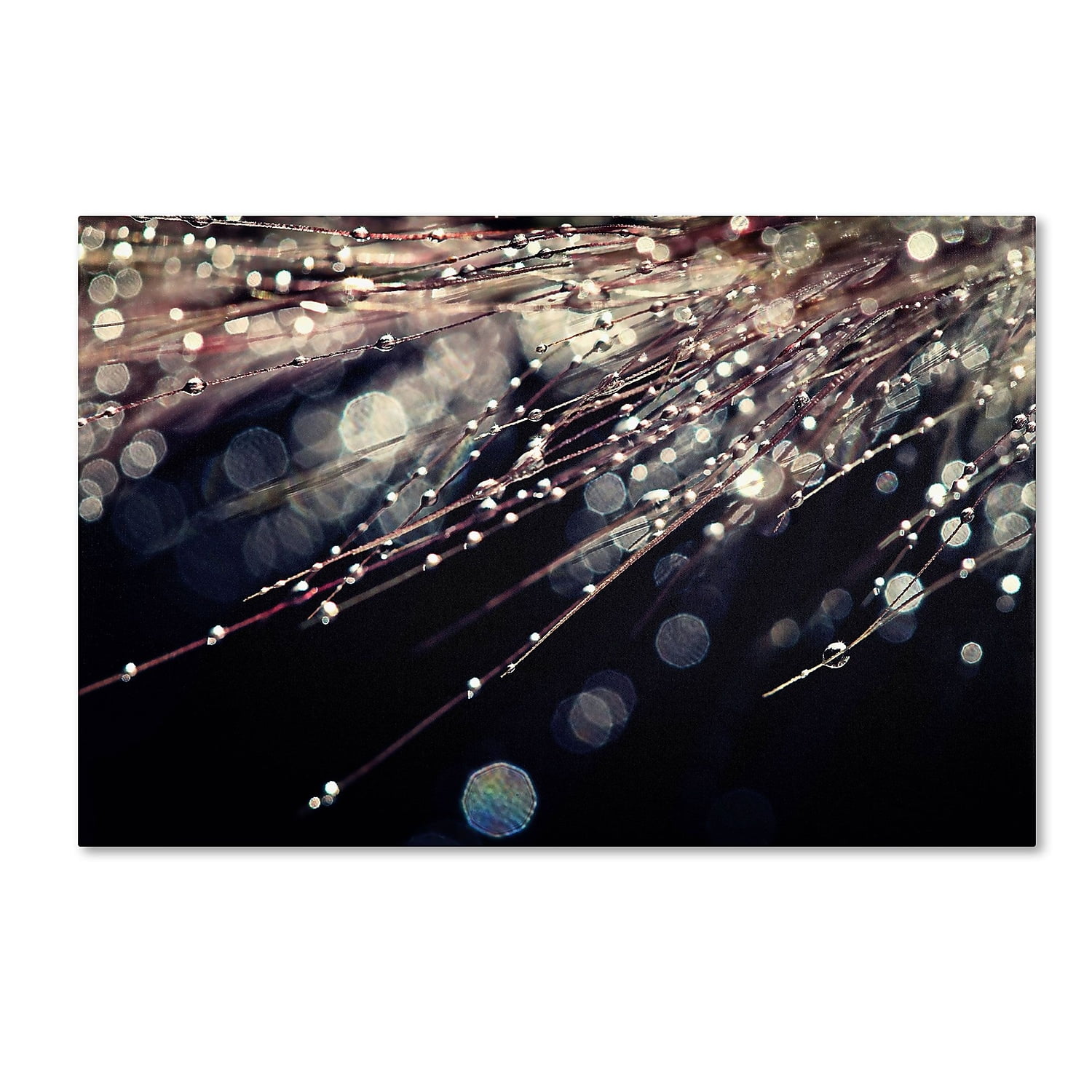 Trademark Fine Art "Little Wonders" Canvas Art by Beata Czyzowska Young