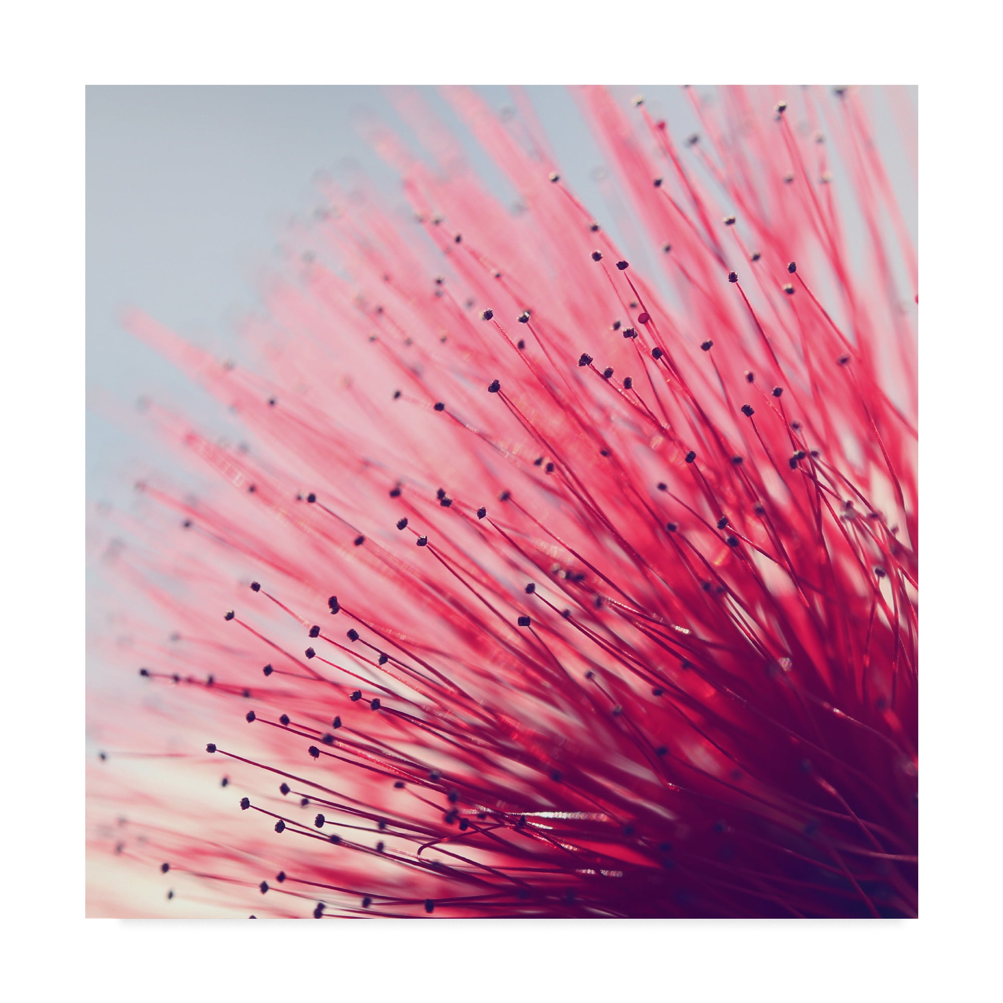 Trademark Fine Art 'Little Wonders Pink' Canvas Art by Incredi