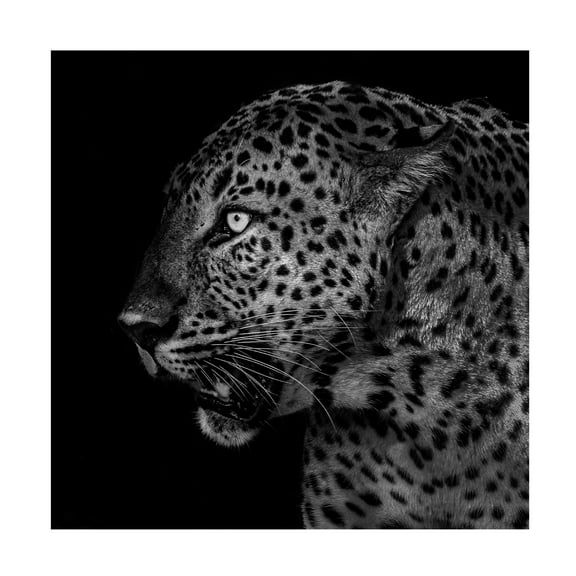 Trademark Fine Art Liwen Tao Untitled Canvas Wall Art