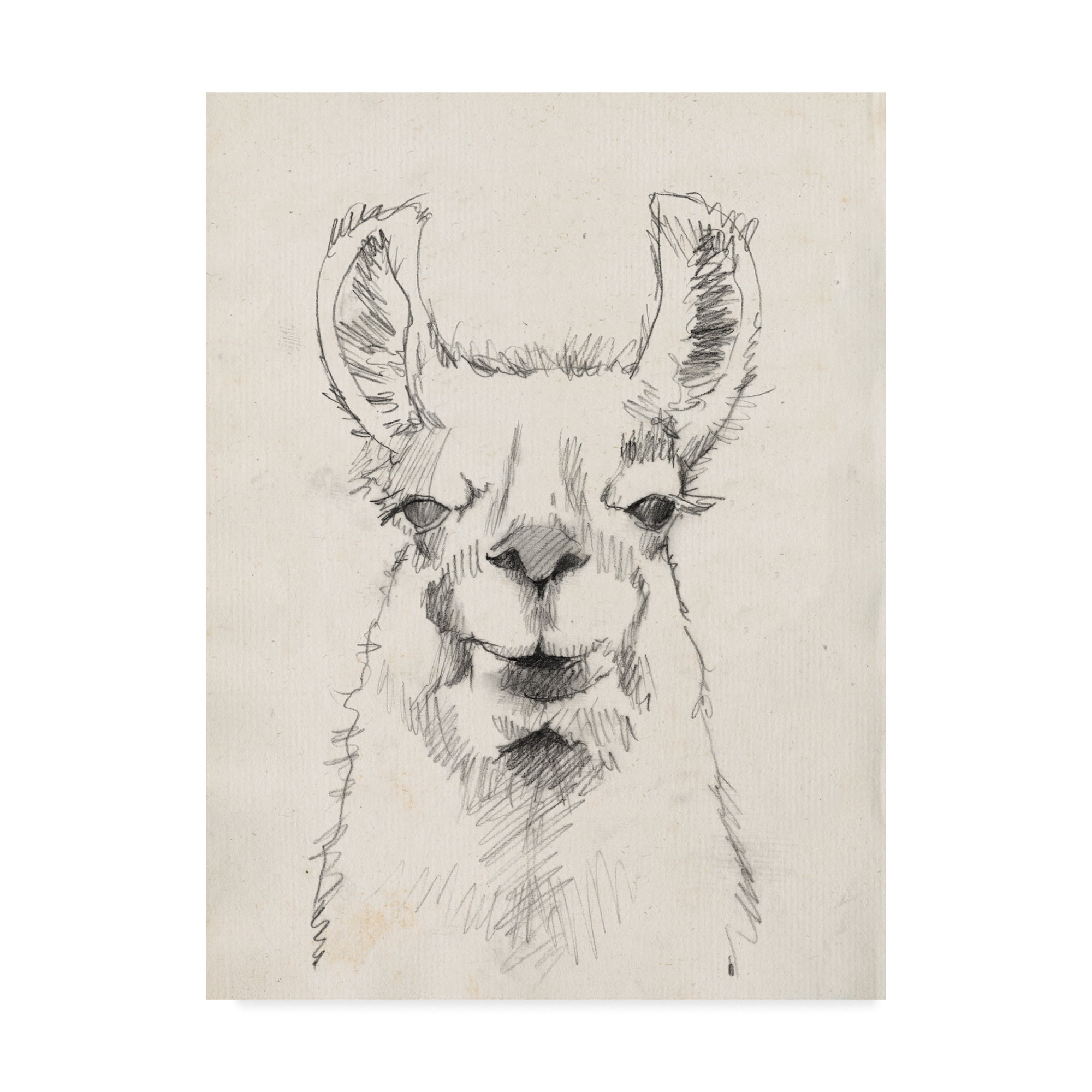 Trademark Fine Art 'Llama Portrait II' Canvas Art by Jennifer Goldberger