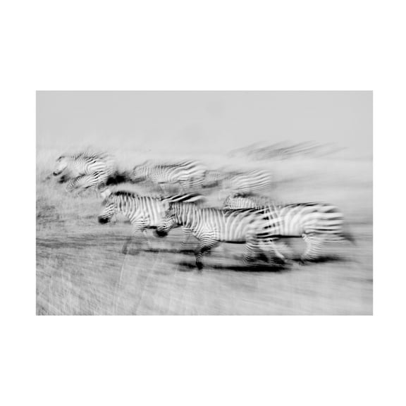 Trademark Fine Art Lokesh Kumar Rastogi Moving stripes Canvas Wall Art