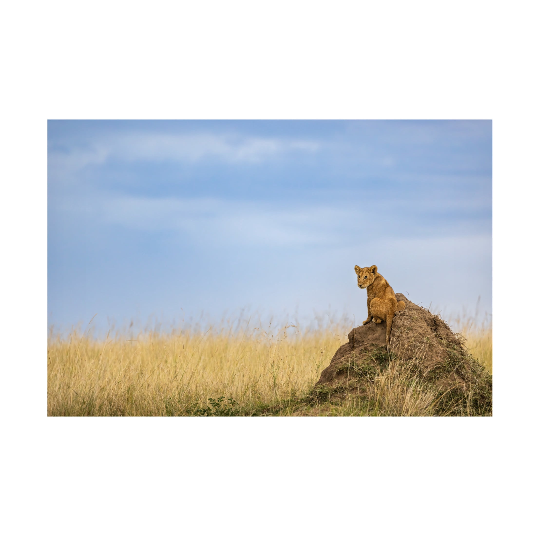 Trademark Fine Art Lokesh Kumar Rastogi The Prince Canvas Wall Art