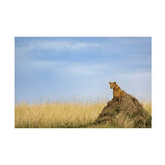 Trademark Fine Art Lokesh Kumar Rastogi The Prince Canvas Wall Art