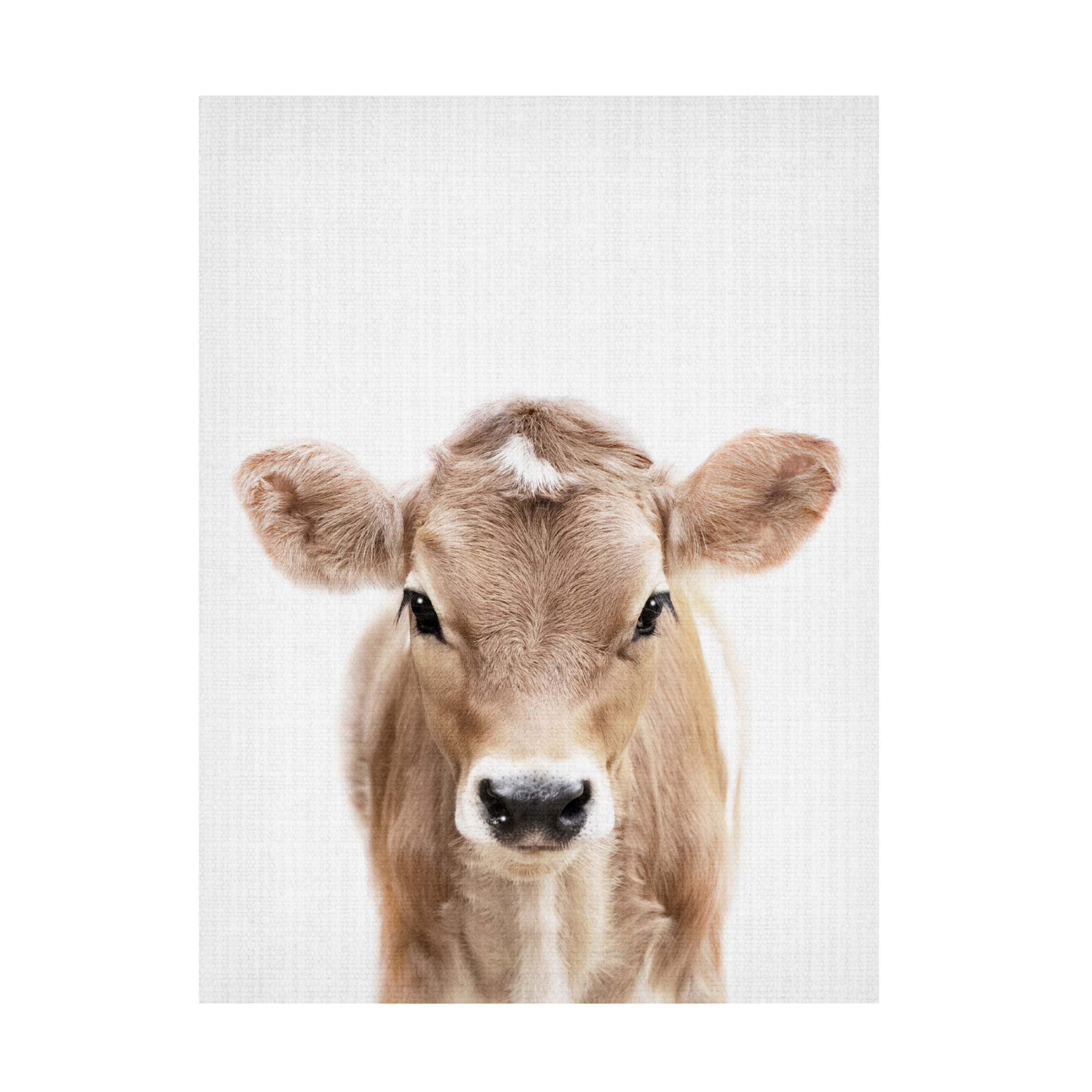 Trademark Fine Art Lola Peacock Peekaboo Baby Cow Canvas Wall Art