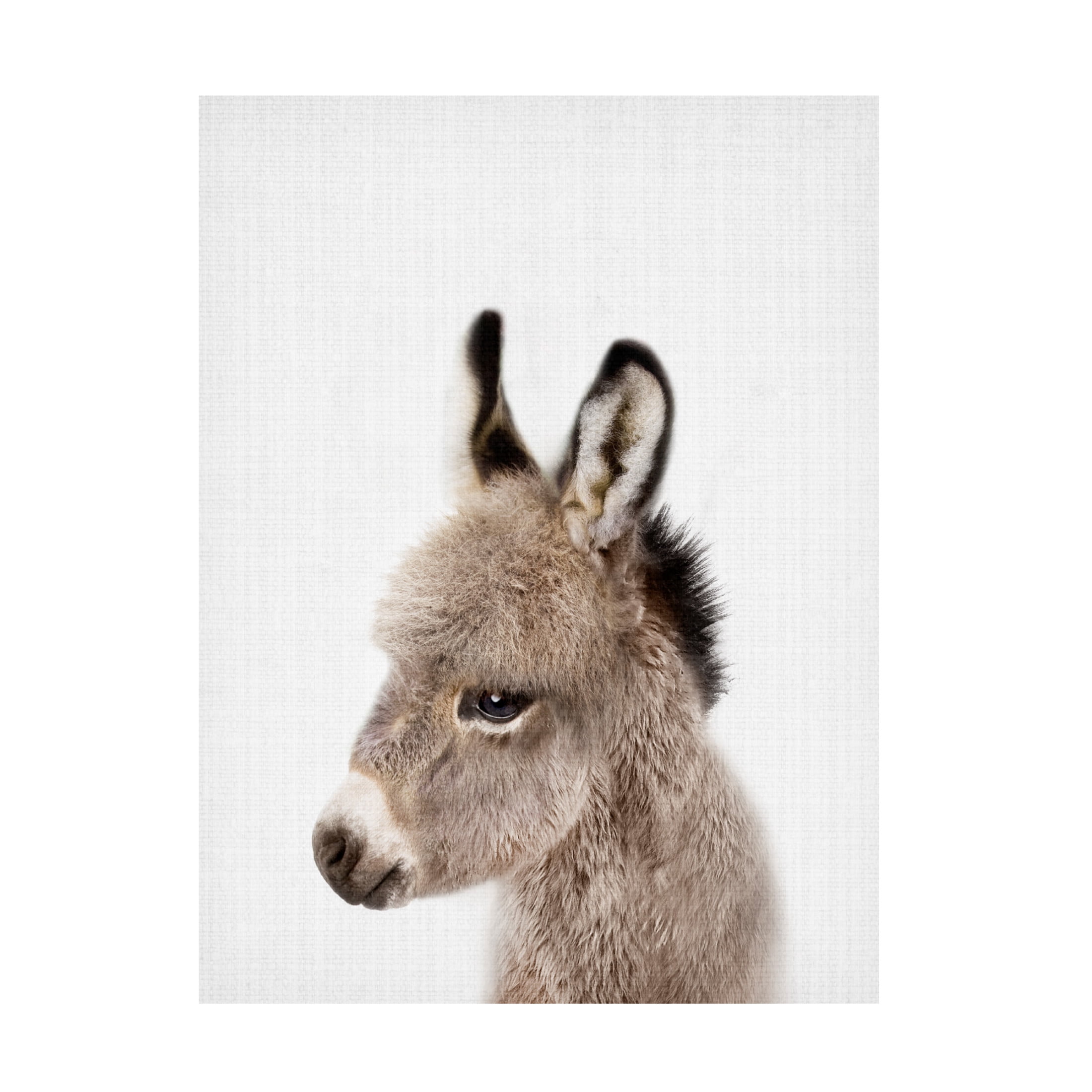 Trademark Fine Art Lola Peacock  Peekaboo Baby Donkey Canvas Wall Art