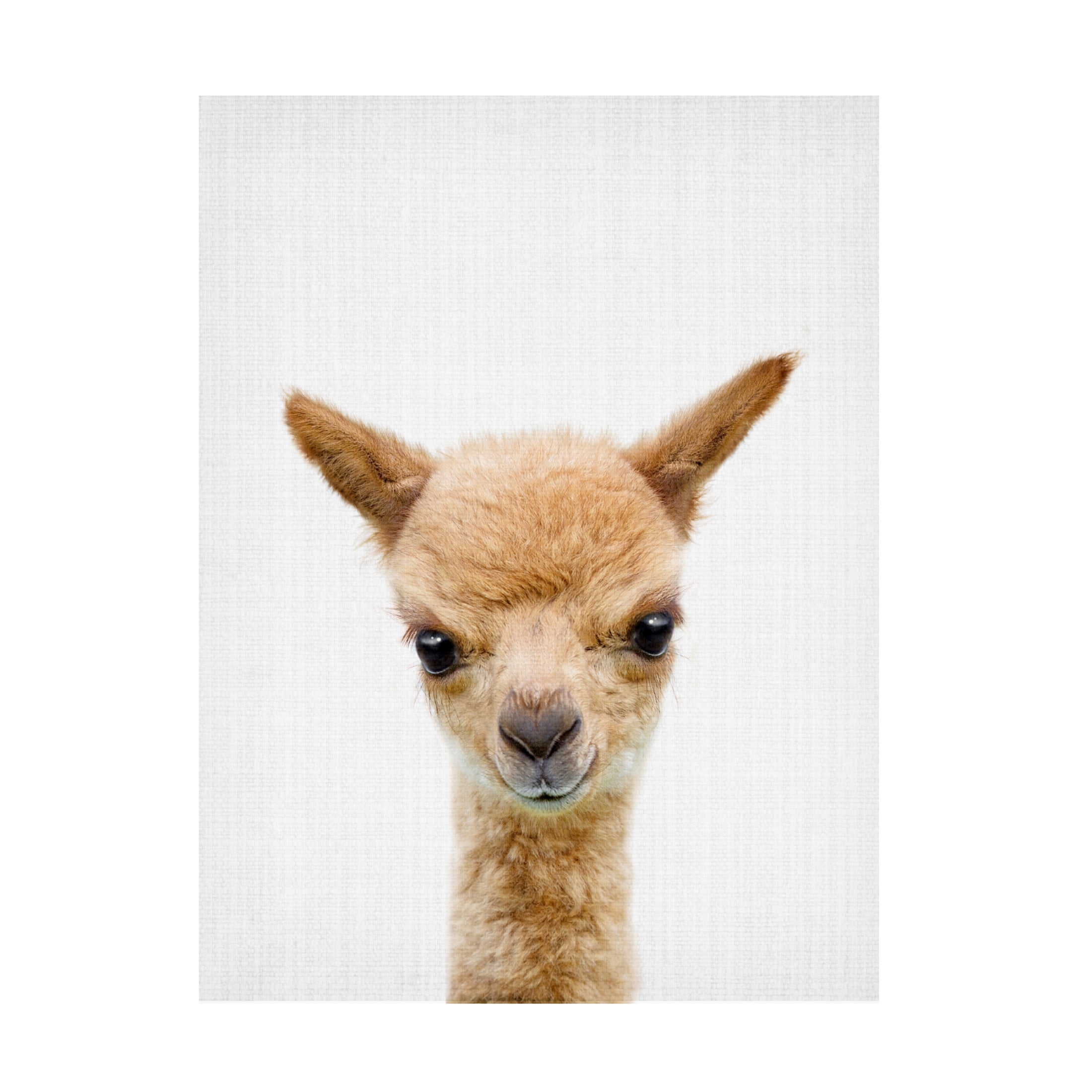 Trademark Fine Art Lola Peacock Peekaboo Baby Llama Canvas Wall Art